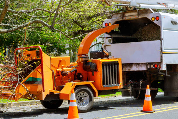 Trusted Gaylord, MN Tree Removal and Landscaping Services Experts